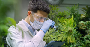 CBD lab test conducted by scientist