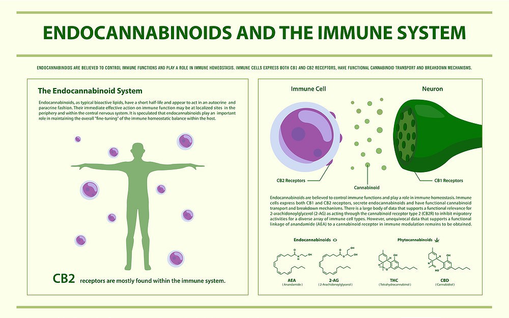 Effect of Cannabinoids on the Immune System