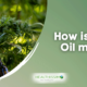 How is CBD Oil made