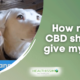 How much CBD should I give my Dog?