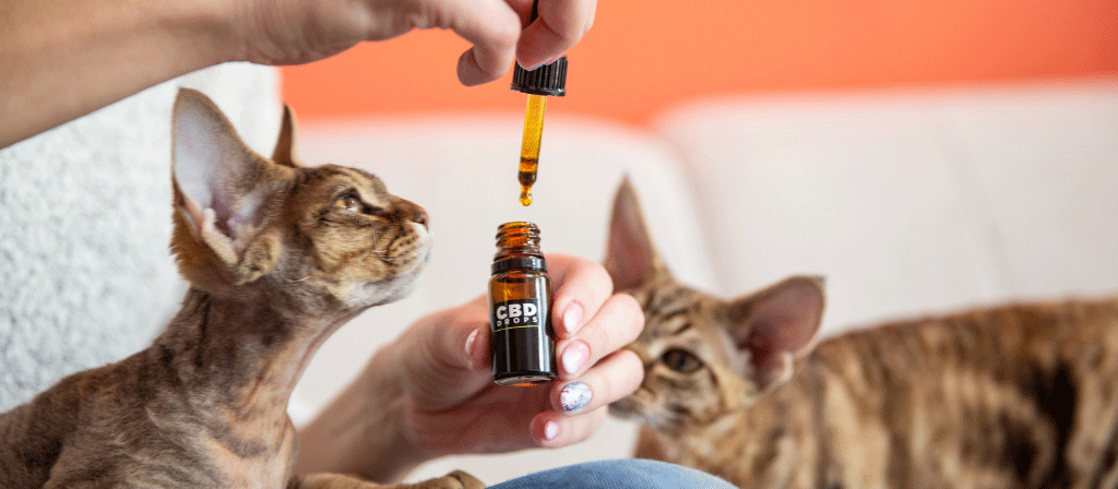 two cats and a woman holding cbd oil bottle