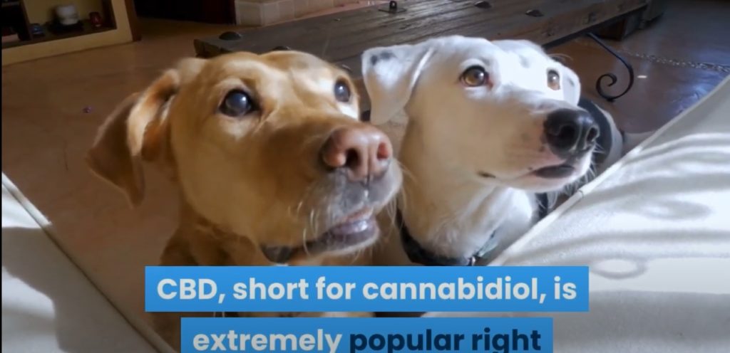 two dogs eager to get the cbd gummie
